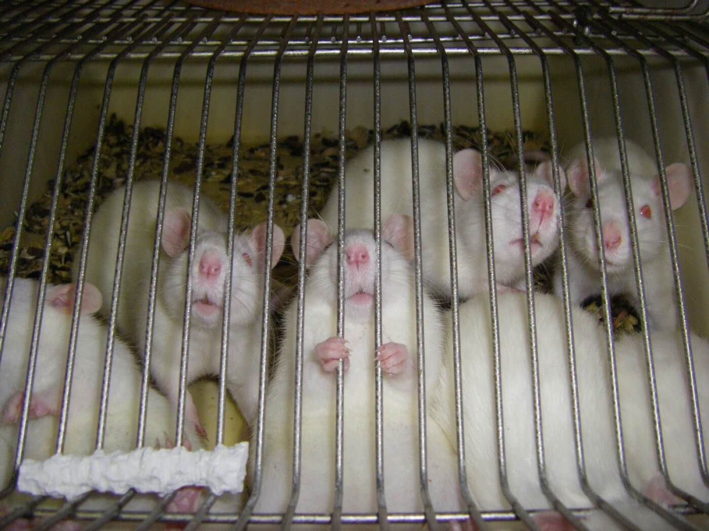 Progress! FDA Studying ‘Organs-on-Chips’ to Replace Tests on Animals | Blog | PETA Latino