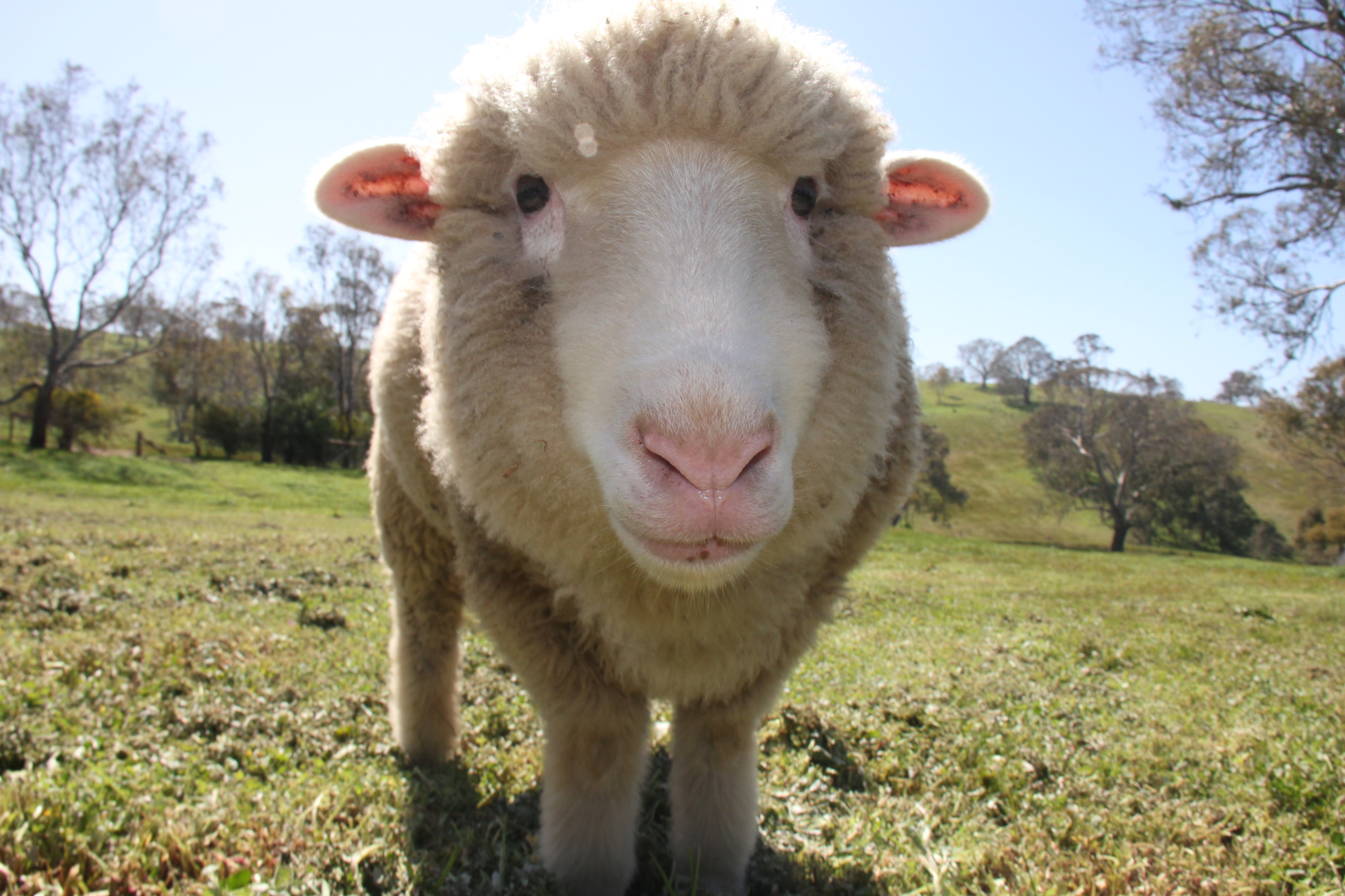 15 Things That Would Happen to You If You Were a Sheep | Blog | PETA Latino