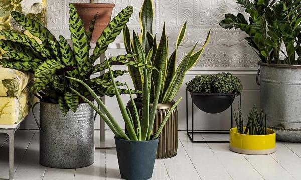 Por qué las plantas de interior de tu hogar se mueren - EcologíaVerde