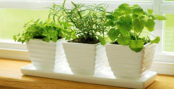 Vitaminas que necesitan las plantas de interior - EcologíaVerde