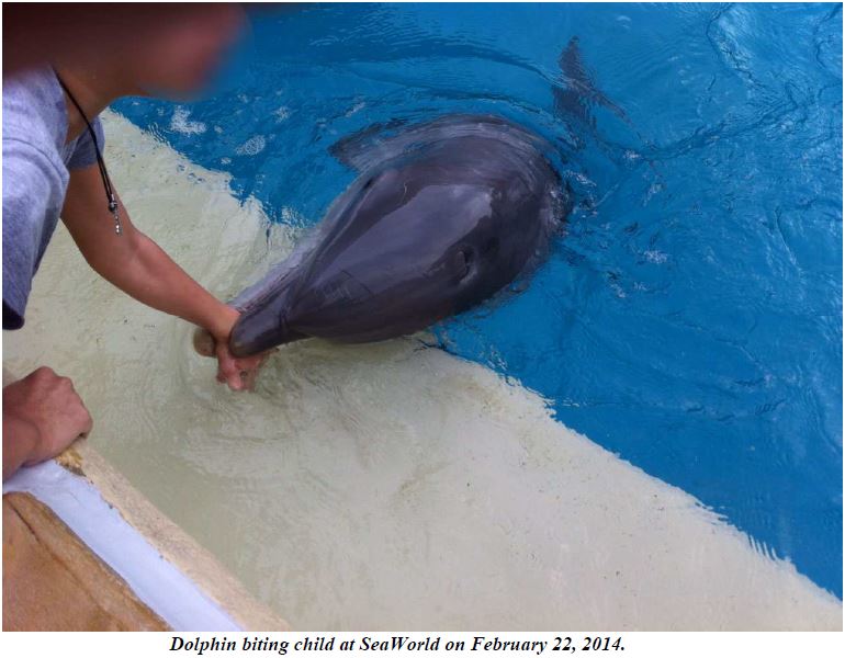Dificultades en SeaWorld: Problemas aumentan porque delfín muerde a una niña | Blog | PETA Latino