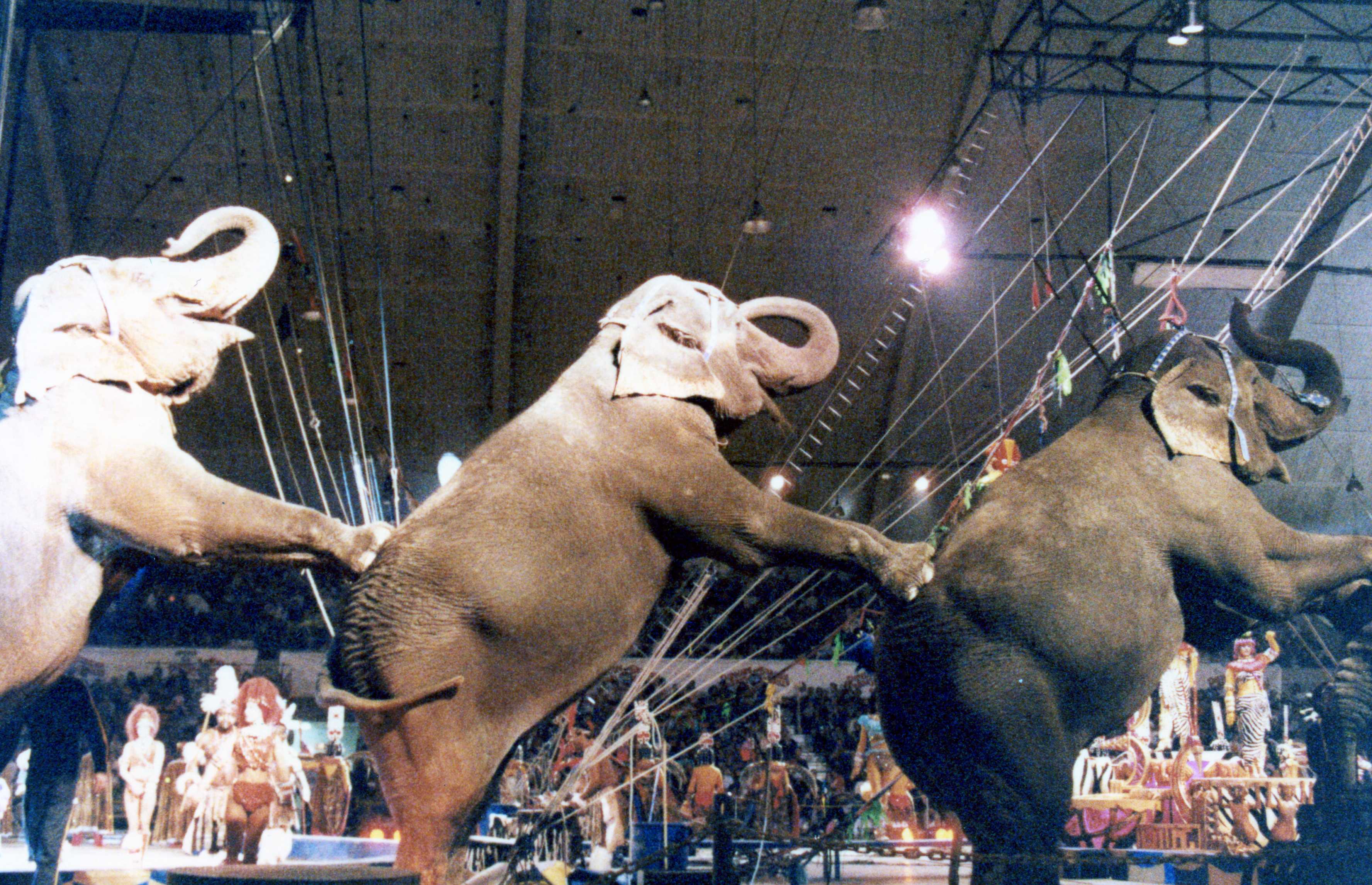 10 razones para no asistir al circo | Blog | PETA Latino