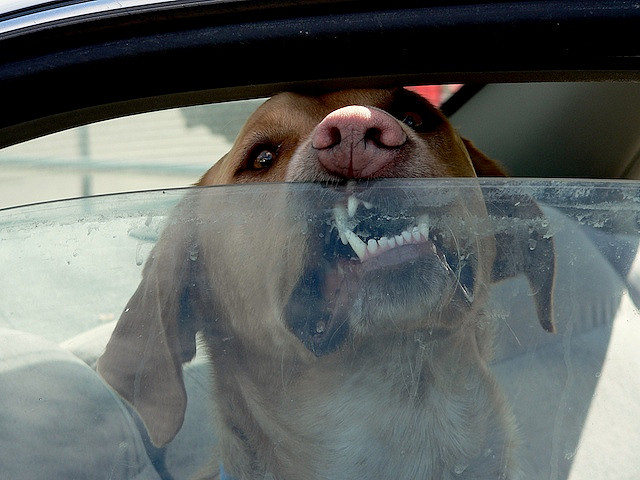 10 perros en peligro de morir en un coche caliente | Blog | PETA Latino