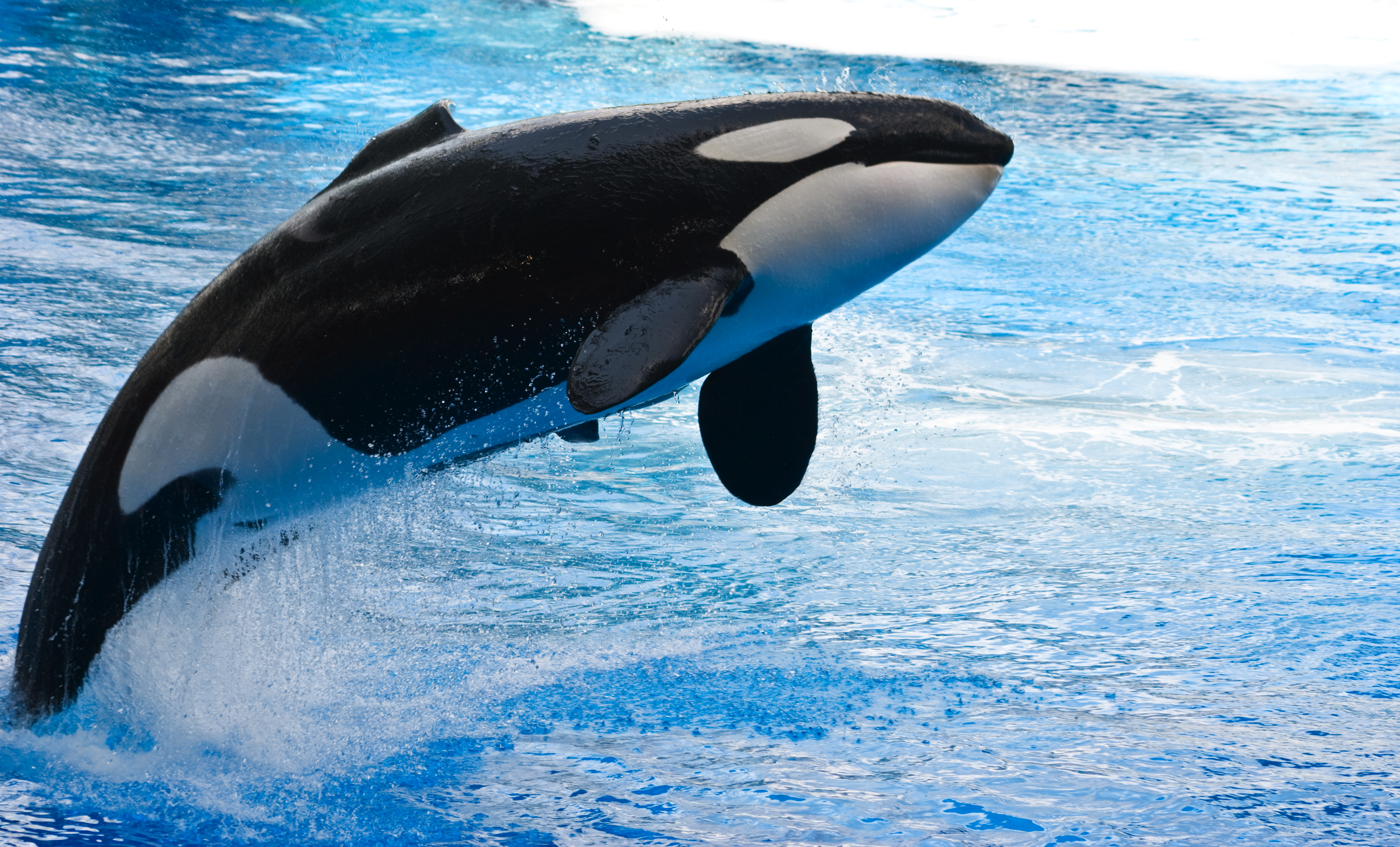 California Bill Would Free Orcas at SeaWorld | Blog | PETA Latino