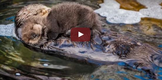 Wundervoller Moment: Liebevoll kuschelt sich ein kleiner Otter an seine Mutter | EIN HERZ FÜR TIERE Magazin