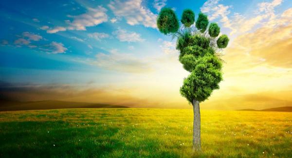 5 consejos para reducir tu huella de carbono - EcologíaVerde