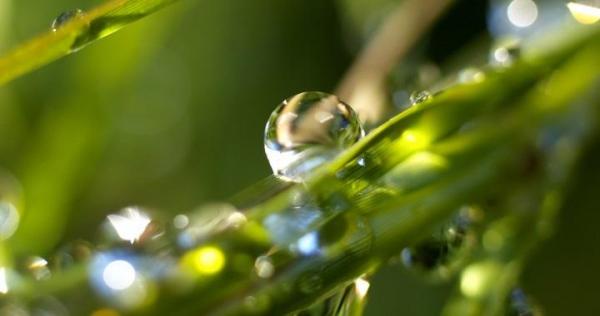 La mejor agua para regar las plantas - EcologíaVerde
