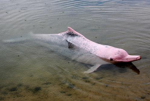 Los delfines rosados en peligro de extinción - EcologíaVerde