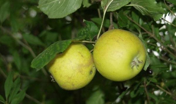 Cultivo y cuidados del manzano - EcologíaVerde