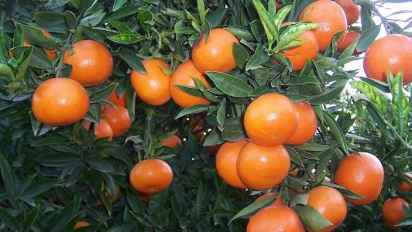 Cuidados básicos para el árbol de mandarinas - EcologíaVerde