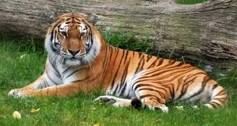 Tigres en peligro de extinción - EcologíaVerde