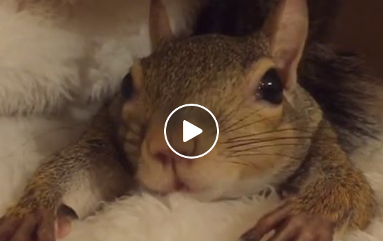 Das gerettete Eichhörnchen Jill bringt alle Herzen zum Schmelzen | EIN HERZ FÜR TIERE Magazin