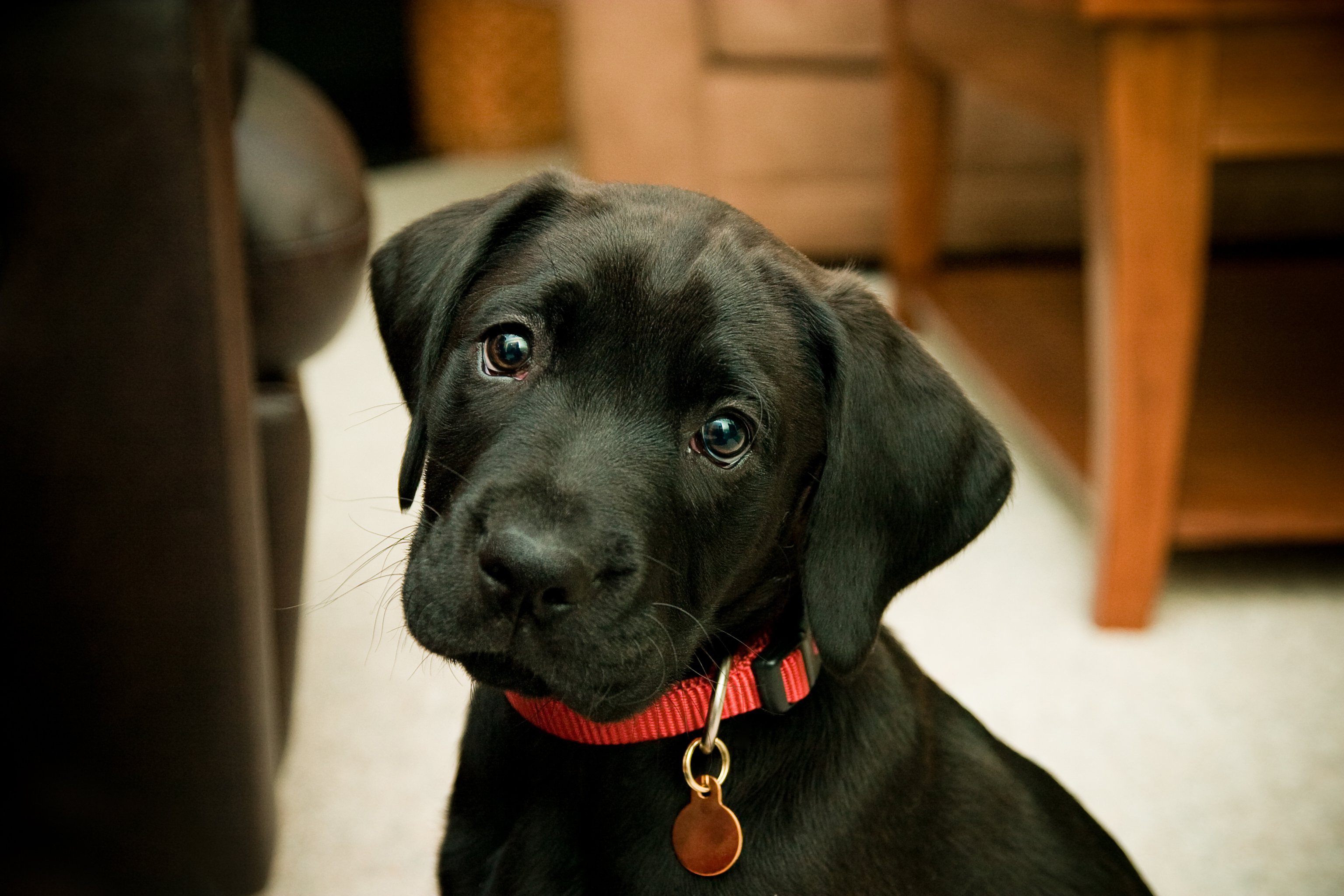 Quiz: Are You Ready to Adopt? | Blog | PETA Latino
