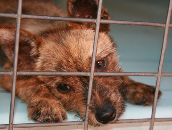 Las peores excusas que la gente da para abandonar a sus animales de compañía | Blog | PETA Latino