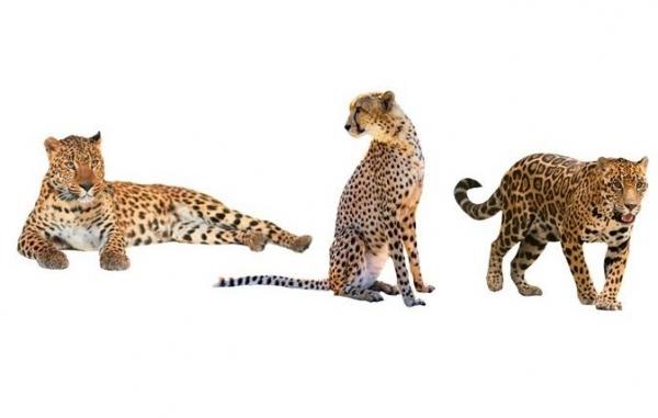 Diferencia entre leopardo, guepardo y jaguar - EcologíaVerde