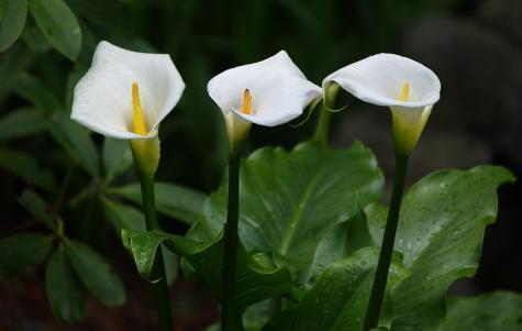 Cultivar flores calas blancas o amarillas - EcologíaVerde