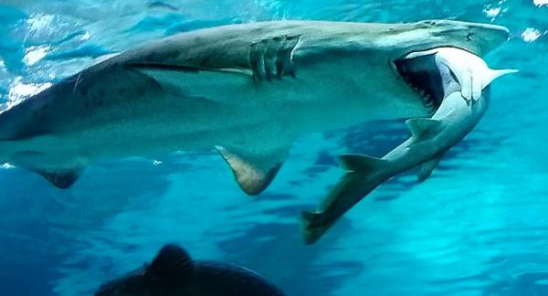 Un tiburón se come a otro: ¿estrés por cautividad o comportamiento salvaje?