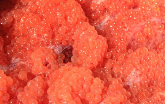 De aquí viene el caviar rojo del sushi (VIDEO) | Blog | PETA Latino