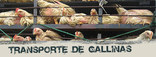 Transporte de gallinas | Granjas de Esclavos