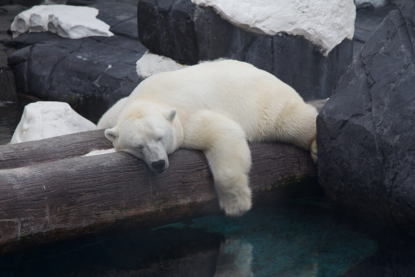 Polar Bear Szenja Dies Alone of a Broken Heart, PETA Believes | Blog | PETA Latino