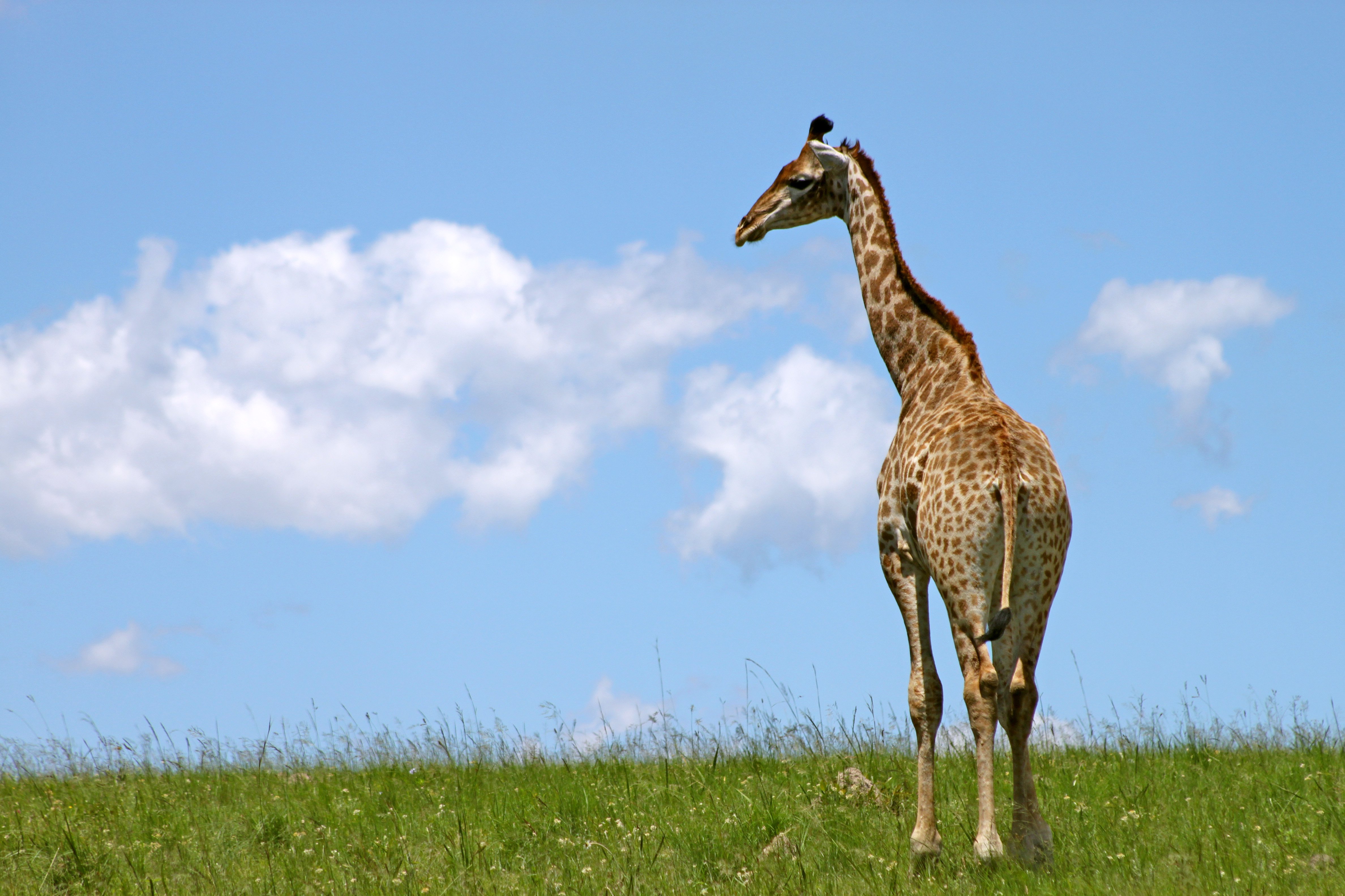 Zoo That Previously Shot Baby Giraffe Now Has a New One | Blog | PETA Latino
