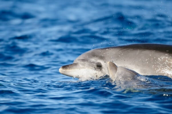 Delfín bebé muere después de ser sacado del océano para Selfis | Blog | PETA Latino