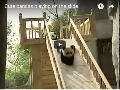 Pandabären rutschen gerne | EIN HERZ FÜR TIERE Magazin