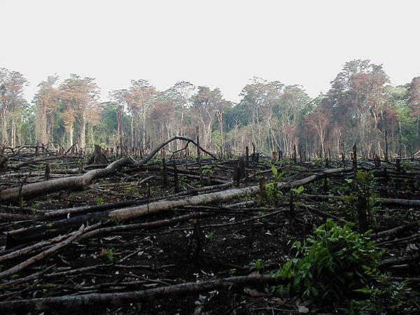 Impactante denuncia del drama de la deforestación - EcologíaVerde