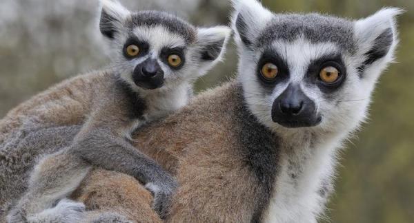 Los lemures, en peligro de extinción - EcologíaVerde