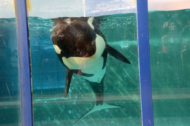 8 razones por las que el SeaWorld no es lugar para las orcas | Blog | PETA Latino