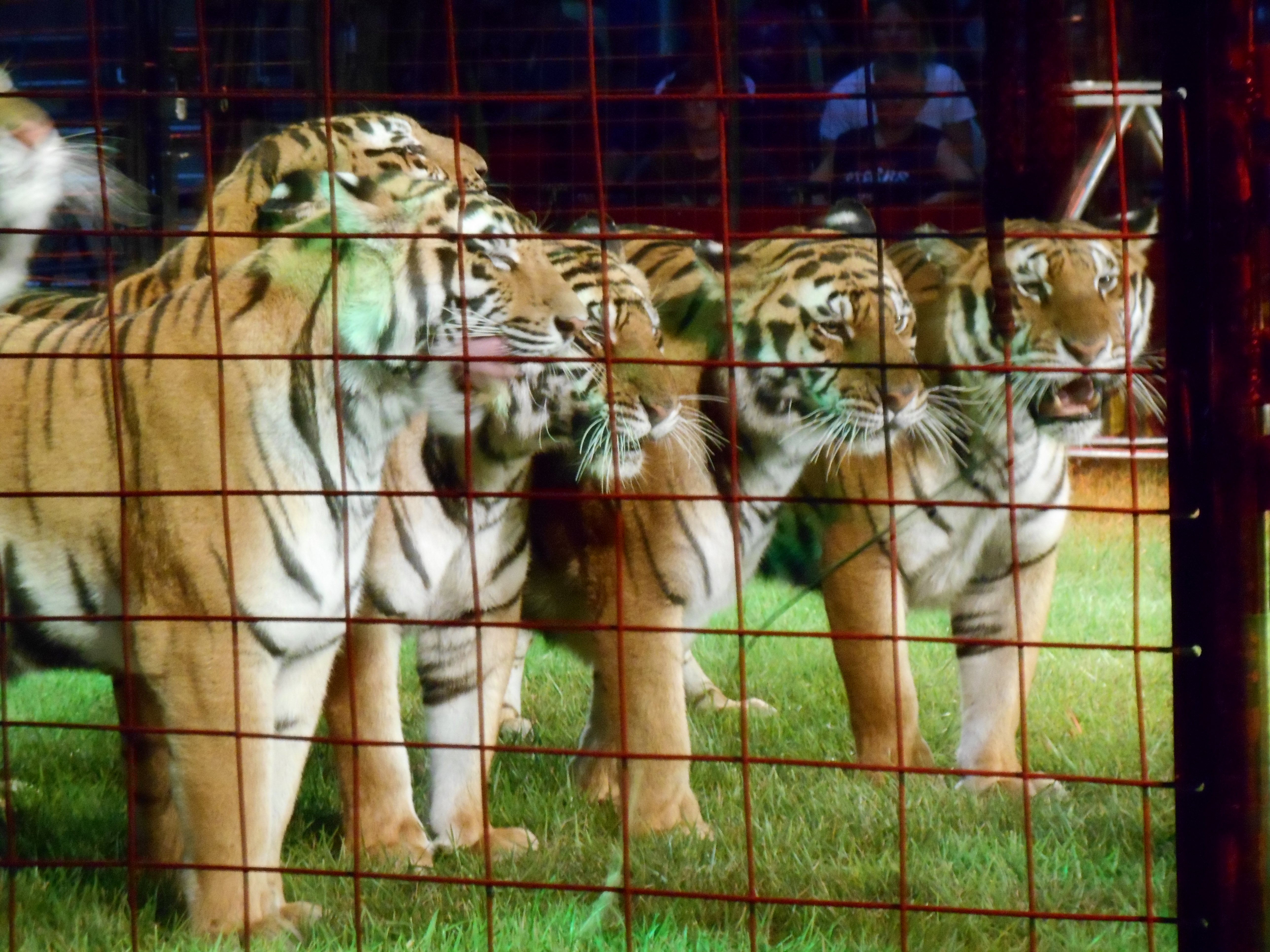 Por qué un viaje al circo me atormenta meses más tarde | Blog | PETA Latino