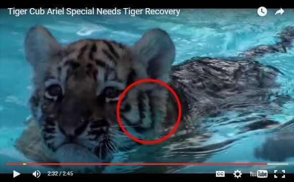 Zoo’s Video of ‘Cured’ Tiger Cub Is Actually Two Different Tigers | Blog | PETA Latino