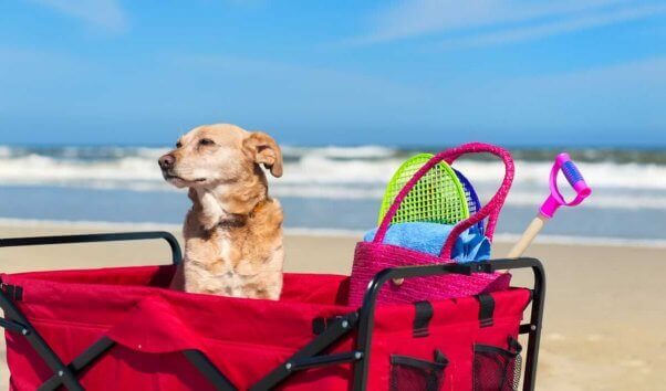 Los mejores consejos de PETA Latino para pasar un verano divertido con tu perro | Blog | PETA Latino
