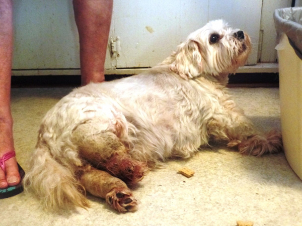 GRAPHIC: This Dog DIED Because He Wasn't Groomed | Blog | PETA Latino