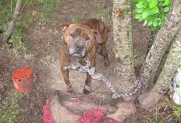 Work With Guardians to Help 'Backyard Dogs' in Non-Emergency Situations | Blog | PETA Latino
