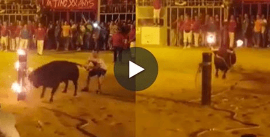 Video Viral: Toro atormentado muere tratando de escapar del fuego en sus cuernos | Blog | PETA Latino