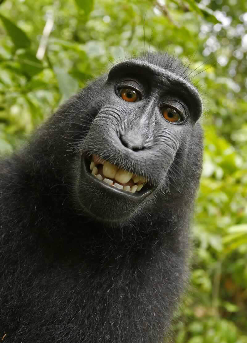 Se llega a un acuerdo: el caso del "selfi del mono" sentó un precedente para los derechos de los animales | Blog | PETA Latino