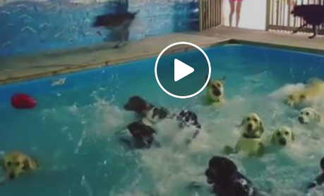 Diese Hunde können es kaum erwarten endlich in den Pool zu springen | EIN HERZ FÜR TIERE Magazin