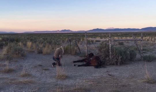 $100K Reward: Mustangs Die Horribly After Water Supply Is Cut Off | Blog | PETA Latino