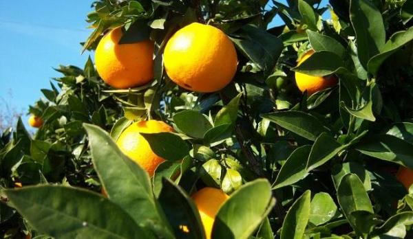 Cómo cultivar un naranjo en maceta - EcologíaVerde