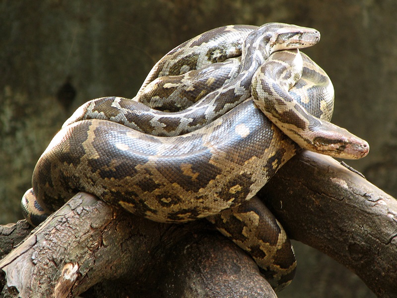 5 razones para NUNCA comprar una serpiente | Blog | PETA Latino