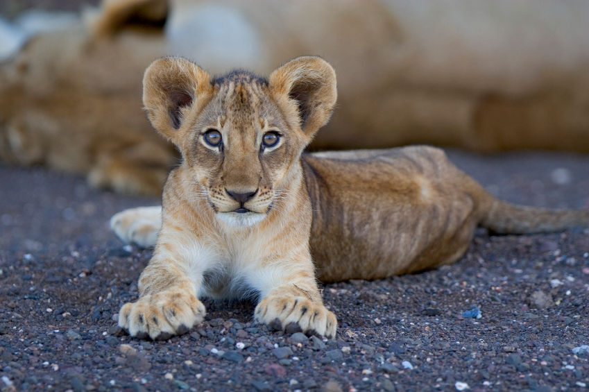 Video: Zoológico diseca a leona cachorro frente a una multitud de niños | Blog | PETA Latino