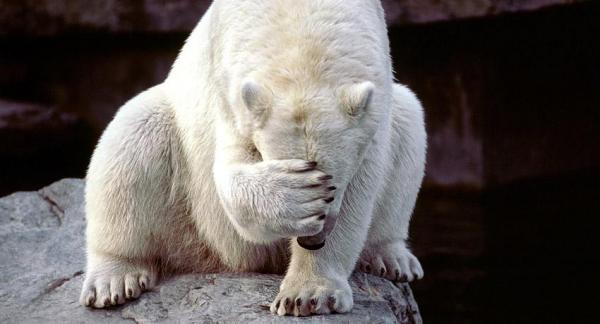 Osos polares en peligro de extinción - EcologíaVerde