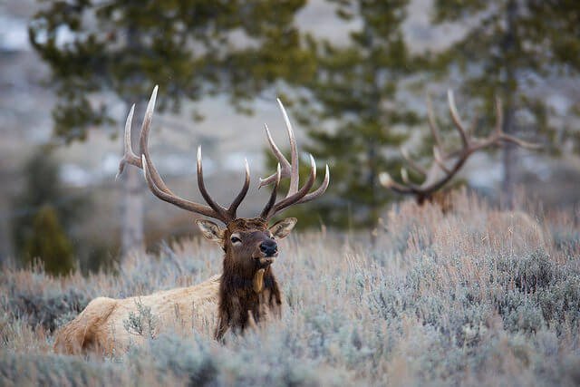 Hunter Gored by the Elk He Had Just Killed | Blog | PETA Latino
