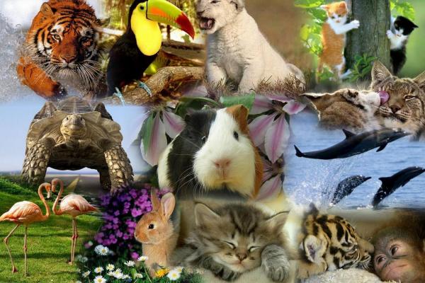 Se extinguen 150 especies animales por día - EcologíaVerde