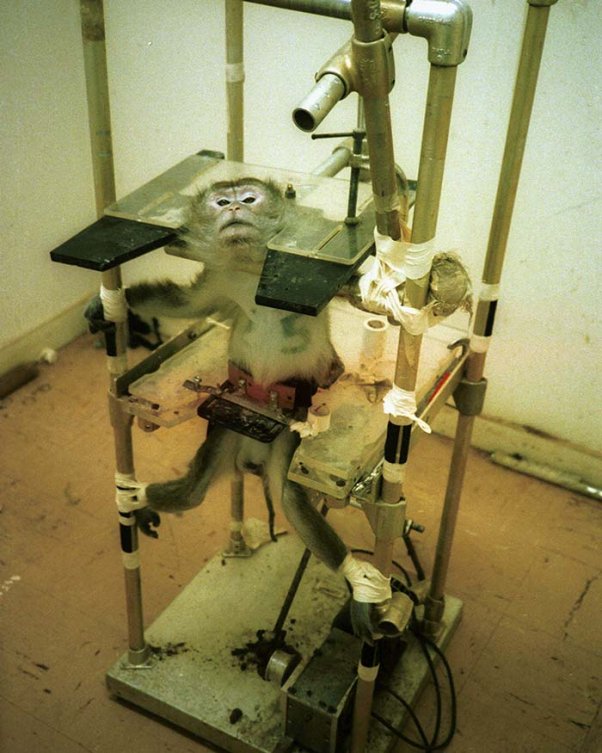 10 Animal Torture Devices Straight From Your Nightmares | Blog | PETA Latino