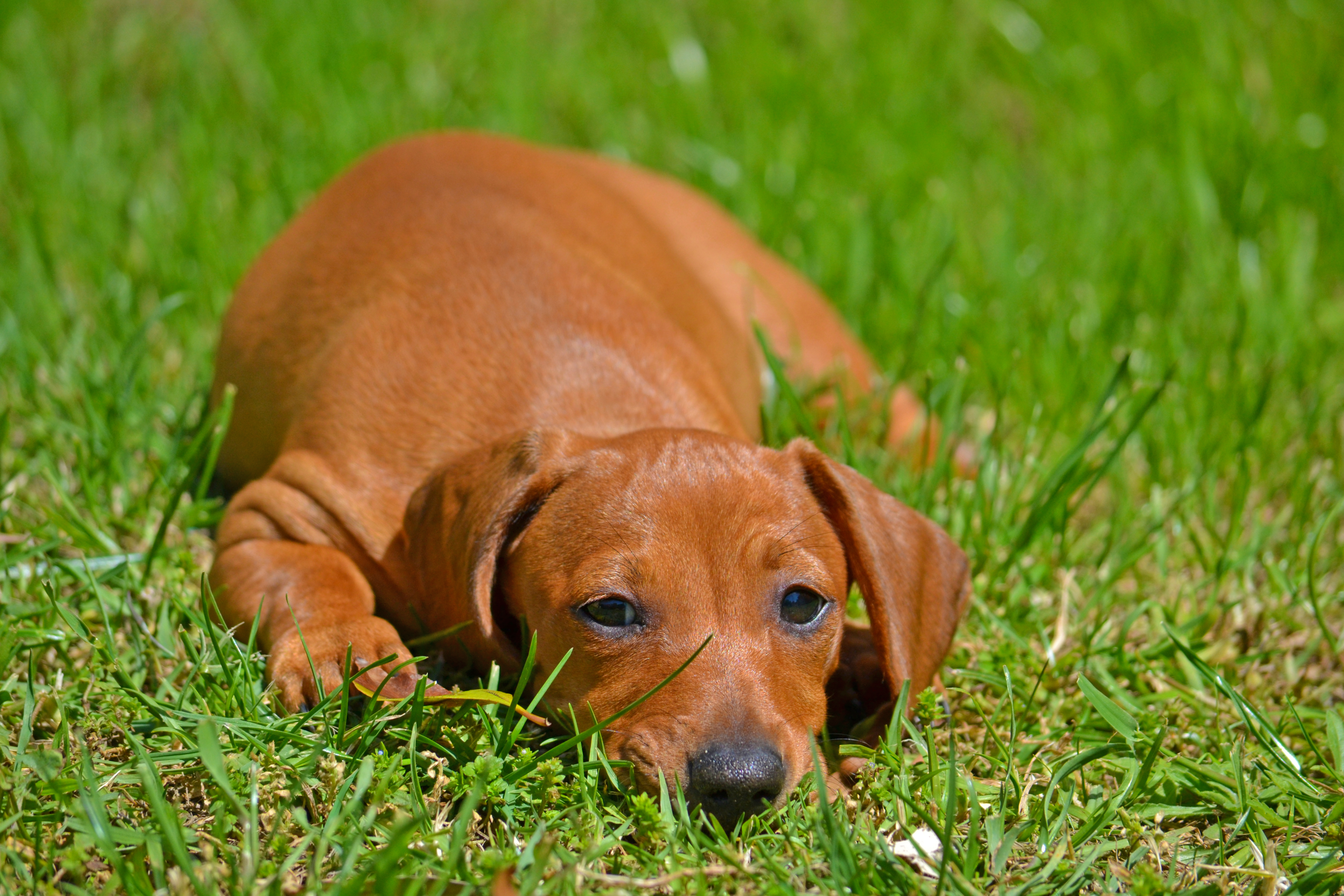 One Mosquito Bite Could Kill Your Dog | Blog | PETA Latino