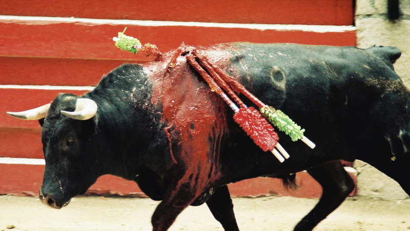 Las asociaciones animalistas consideran que la decisión del TC de anular la prohibición de las corridas de toros en Catalunya es “un ataque a la democracia” | Animalados