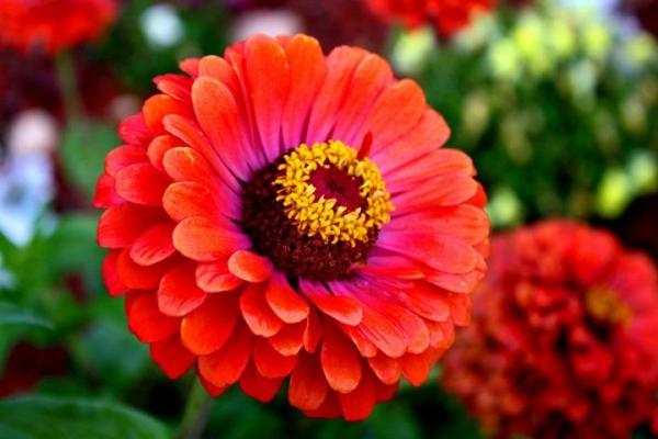 6 flores que tardan en marchitarse - EcologíaVerde
