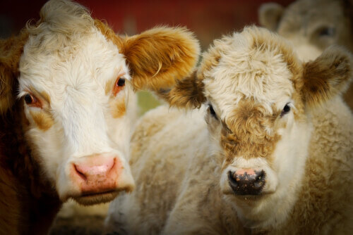 Después de que 30.000 vacas mueren congeladas, PETA solicita subsidios para agricultura sin animales | Blog | PETA Latino